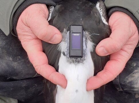 Bird tracking device