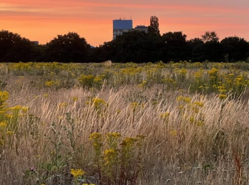 Warren Farm Nature Reserve