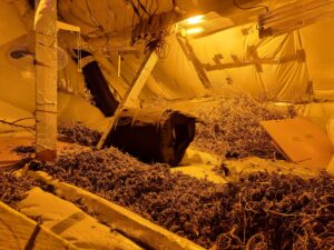 Cannabis found in Southall