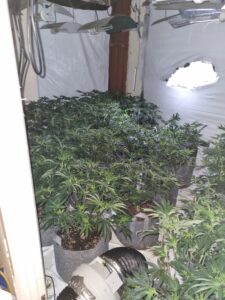 Cannabis found in Southall