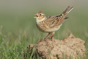 Skylarks on Warren Farm