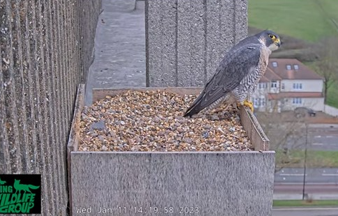 Ealing Wildlife Group live stream of Peregrine falcons above Ealing Hospital