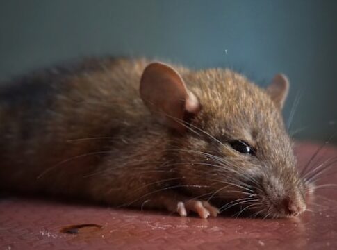 Rat. Photo by: Ranjith Jaya on Unsplash