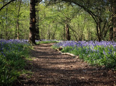 Perivale Wood. Photo: The Selborne Society