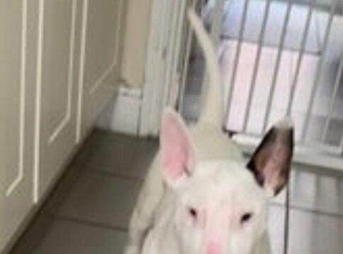 English bull terrier named Sky was removed from a canal in Greenford with two barbell weights tied around her neck.