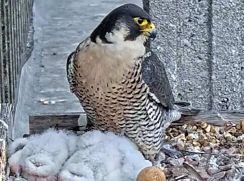 Ealing Hospital’s resident peregrines
