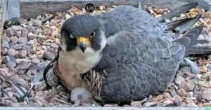 Ealing Hospital’s resident peregrines