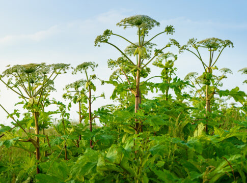 Giant Hogweed