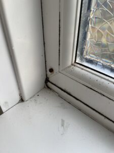 Mould at Marston Court in Hanwell