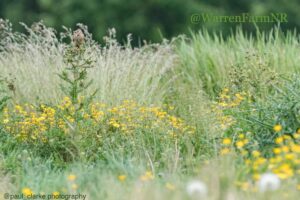 Warren Farm Nature Reserve Meadow