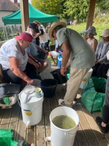 Sorting the grapes at Horsenden Grape & Honey Farm. Photo: EALING.NEWS