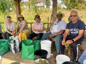 Sorting the grapes at Horsenden Grape & Honey Farm with Councillors Amarjit Jammu and Muhammad Iqbal. Photo: EALING.NEWS