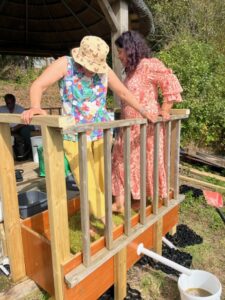 Councillor Amarjit Jammu and Councillor Aysha Raza treading the grapes. Photo: EALING.NEWS