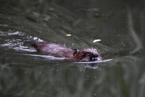 Beaver swimming in Ealing