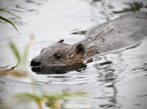 Beavers back in Ealing