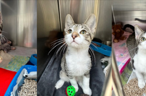 Kittens found in Perivale. Photo: RSPCA