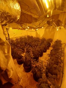 Cannabis factory in East Acton. Photo: Metropolitan Police