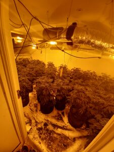 Cannabis factory in East Acton. Photo: Metropolitan Police