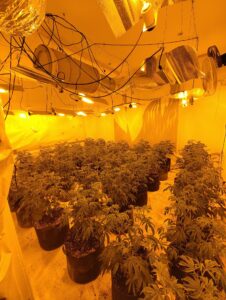 Cannabis factory in East Acton. Photo: Metropolitan Police