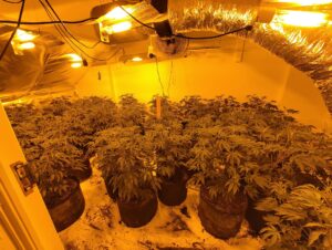Cannabis factory in East Acton. Photo: Metropolitan Police
