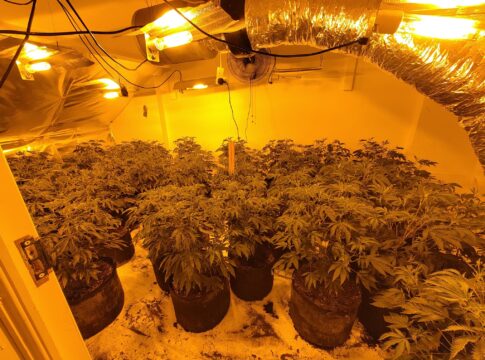 Cannabis factory in East Acton. Photo: Metropolitan Police