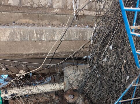 Foxes caught in netting. Photo: RSPCA