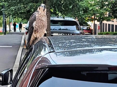Peregrine found on car roof after maiden flight. Photo: LNWH