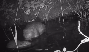 Baby beavers born in Ealing. Photo: Ealing Beaver Project