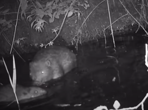 Baby beavers born in Ealing. Photo: Ealing Beaver Project