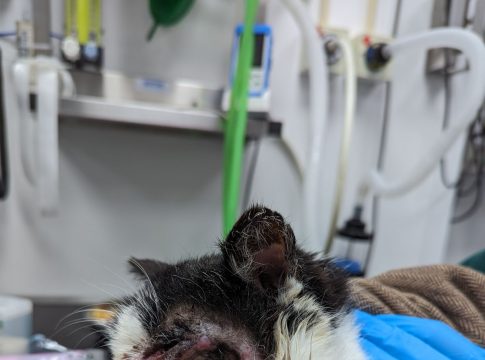 Condition of cat. Photo: RSPCA