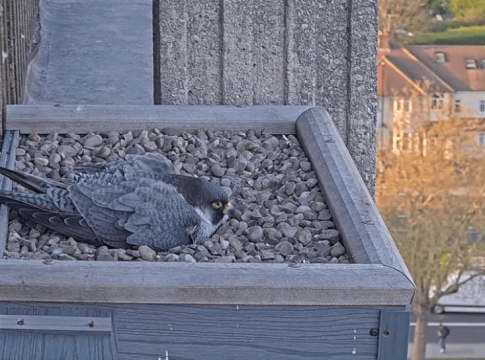 Peregrine falcon at Ealing Hospital. Photo: Ealing Wildlife Group