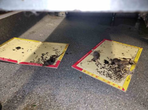 Mice found at Green Forest Plus. Photo: Ealing Council