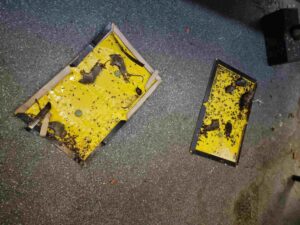 Mice found at Green Forest Plus. Photo: Ealing Council