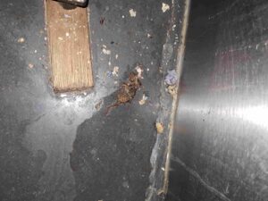 Lahori Savour mice. Photo: Ealing Council