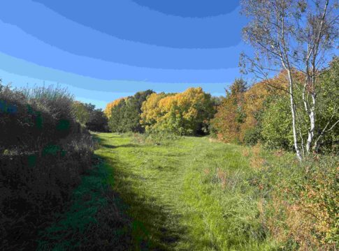 Brentham Meadow. Photo: Ben Morris