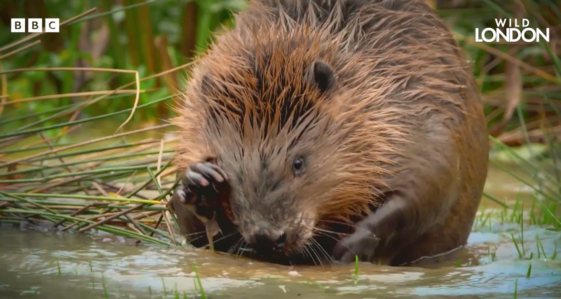 Sir David Attenborough meets Beavers in Greenford. Photo: BBC / Passion Planet