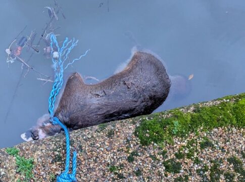 Fox found dead by Grand Union Canal. Photo: RSPCA