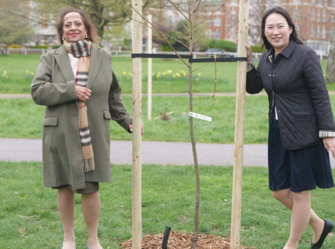 Cherry blossom trees planted at Haven Green. Photo: Miyabi Community