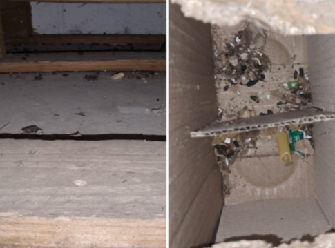 Rat droppings. Photo: Ealing Council