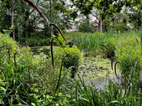Litten Nature Reserve. Photo: Friends of the Litten Nature Reserve