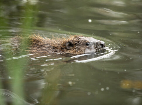 Beaver. Ealing Council